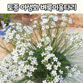 벼룩이울타리(4치 포트) 토종야생화 / 사초 노지월동 / 가을야생화, 1개