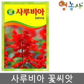 사루비아씨앗 사루비아 씨 꽃씨 사루비아꽃씨앗, 1개