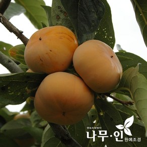[나무인] 단감나무 결실주 R4, 단감나무 5년생 분묘, 1개
