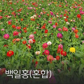 백일홍(혼합) 100g 야생화씨앗, 1개