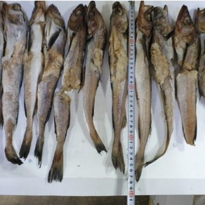 [웰빙미래]명태역거리파품 파품명태 명태파지 한봉 4kg내외 코다리강정 명태찌게 명태조림 식당용 가정용 하절기아이스박스포장, 1개, 4kg