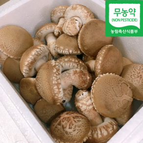 [무농약] 산지직송 국내산 솔 송화버섯 송향버섯 1kg 2kg 고기맛나는 명품버섯 선물용 가정용