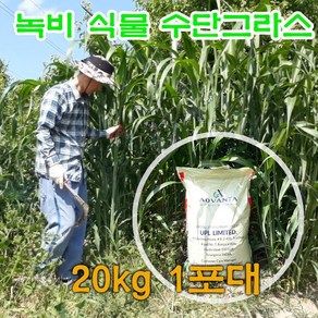 수단그라스 씨앗 20kg - 녹비 종자