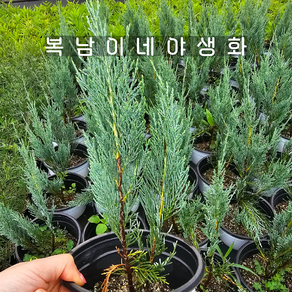 고산향나무 블루엔젤 [1포트 복남이네야생화 모종 측백나무], 1개