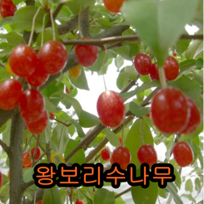 왕보리수나무 삽목2년특묘 5그루 나무 묘목 보리수나무, 5개