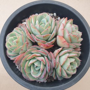 [수암다육] 피치스앤크림 랜덤발송 Echeveria 'Atlantis' 랜덤발송 다육 다육이 다육식물 아틀란티스