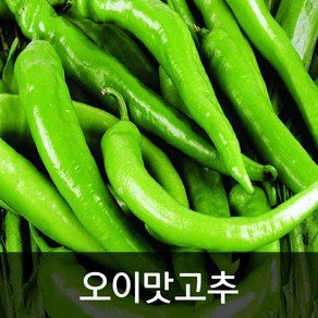 약수농장 오이맛고추 10kg, 1박스, 10kg(상)