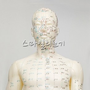 한방혈자리 경혈모형 - 동인형 ( 50cm Soft PVC )