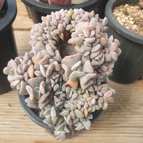 [수암다육] 큐빅프로스티 철화 랜덤발송 Echeveria 'Cubic Frost' f. cristata 랜덤발송 다육 다육이 다육식물 524