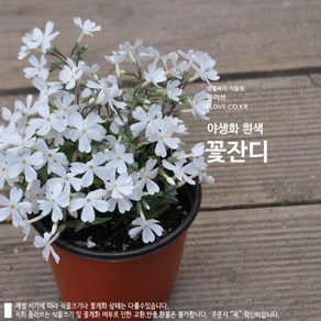 꽃잔디(흰색), 1개