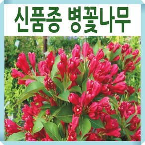 병꽃나무 묘목 신품종 울썸머레드 15cm포트