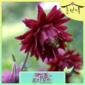 Aquilegia Columbine, 루비포트, 1개