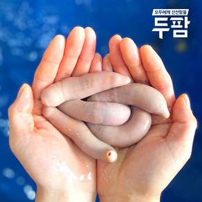 두팜 싱싱한 활 개불 7마리 한접시, 손질개불 7마리(국산)