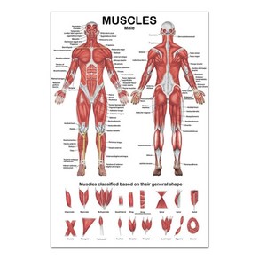 병원 체육관을 위한 근육 시스템 해부학 포스터 앞/뒷면 19.69x27.56인치 근육 해부학 차트, 4460