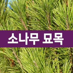 [나무의모든것] 적송 실생1-2년생 포트묘(25cm), 1개