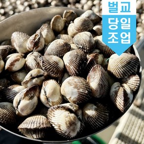 벌교 꼬막 새꼬막 1kg 당일조업 어민살리기 프로젝트 산지직송 소 중 대, 새꼬막(소)_1kg_110미~120미, 1개