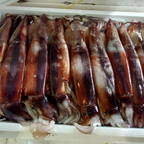 방금 조업한 국내산 활 초코 오징어 1kg Squid (4미 내외)