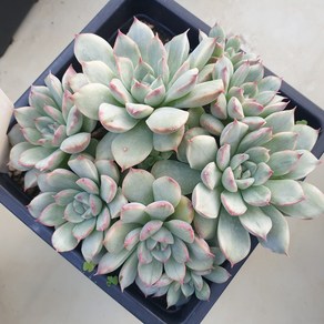 [수암다육] 황홀한연꽃금 랜덤발송 Echeveria 'Ravishing Lotus' (pulidonis) f. variegata 다육 다육이 다육식물