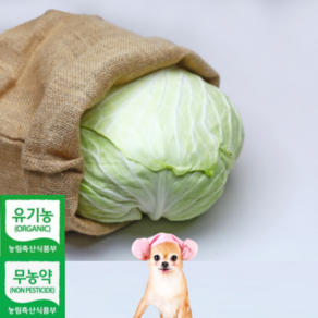 친환경 유기농 무농약 양배추2k 3kg 5kg, 무농약 양배추 1kg 내외, 1개, 2kg