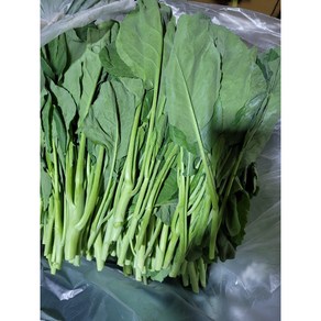 카나 동남아시아채소 카나Chinese broccoli카나(KANA)(GAILAN)