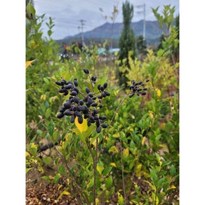 (미래나무농장) 광나무 H1.0m이상 개화주 직경 24cm 화분, 1개