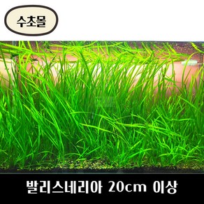 [수초몰] 발리스네리아 20cm 이상 / 초보 수초 구피 어항 물고기 금붕어 열대어 부상 물배추 베타, 1개