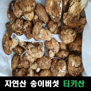 송이버섯 자연산 냉동송이버섯 터키산