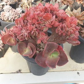 [수암다육] 빅레드 철화 단품 Echeveria 'Big Red' f. cristata 다육 다육이 다육식물 국민다육 019