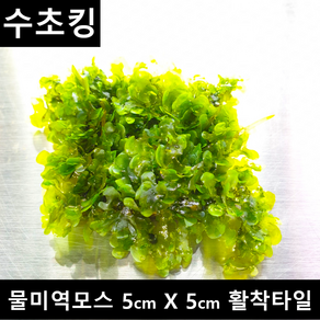 [수초킹] 키우기 쉬운 초보수초 물미역모스 5cm*5cm 활착판, 3개