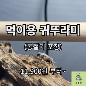 [귀뚤맨] 귀뚜라미 파충류 양서류 먹이용 쌍별귀뚜라미 극소 소 중 대 50 100 200, 1g, 50개