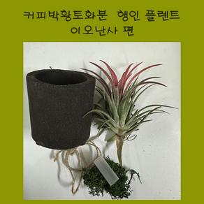 커피 화분 행인 플랜트(이오난사) DIY 환경 교육 교구 커피찌꺼기 화분 꾸미기, 이오난사, 1개