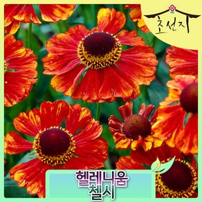 헬레니움 첼시 7치화분 신품종 네덜란드 직수입, 1개
