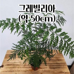 공기정화 실내식물 그레빌리아 (약50CM) 희귀식물 실내화초 반려식물 플랜테리어, 1개