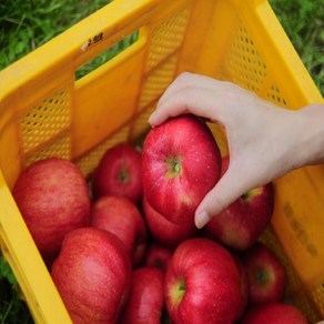 [재구매율1위] 산지직송 꿀먹은 부사사과 홍로사과, 1개, 5kg