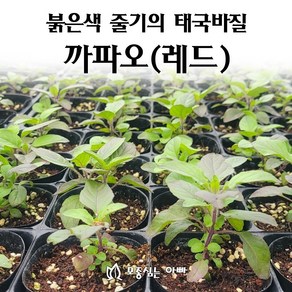 [모종심는아빠] 붉은색 줄기의 상큼한 태국바질 까파오 레드 허브모종, 모종1컵, 1개