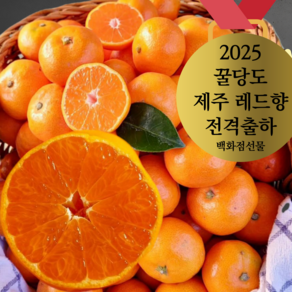 [프리미엄 올해의 레드향] 꿀당도 제주산지직송 레드향 선물용 가정용 3kg 5kg 백화점선물, 1개, 선물용 특대용 5키로