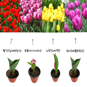 튤립구근 꽃화분 실내화분 튤립4색모종세트, 1개
