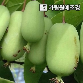 다래나무 왕다래(용성2호) 4치장포트 묘목 나무 서산조경마켓, 5개