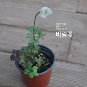 바람꽃, 1개