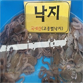 고흥 뻘낙지 중대낙지 3마리 1마리당 80~100g 내외, 1개