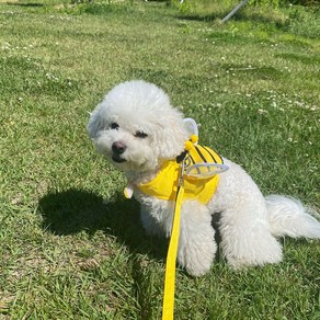 룰루멍 강아지 꿀벌하네스 꿀벌가방 매쉬 여름용하네스 날개 찍찍이 2가지타입, 일반형, L, 1개