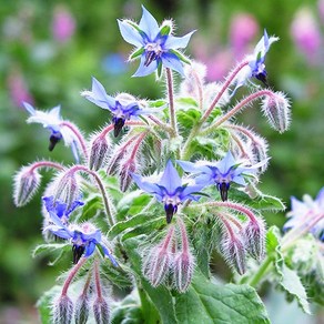 [모야모 허브] 보리지(Borage) 씨앗