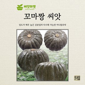 다농 미니 꼬마짱단호박 씨앗 5립, 1개