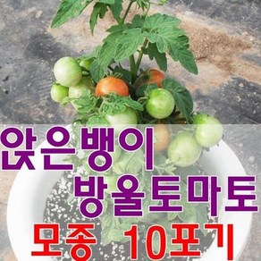 앉은뱅이방울토마토모종 10포기