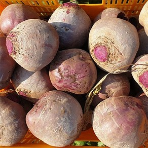 제주 겨울 비트 5kg 4kg 3kg 2kg 1kg 레드비트 햇비트, 1박스, 2kg(특상)