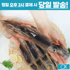 국내산 선동 급냉 초코오징어 통오징어 5미 10미 1kg 통찜용 숙회용 초콜렛오징어