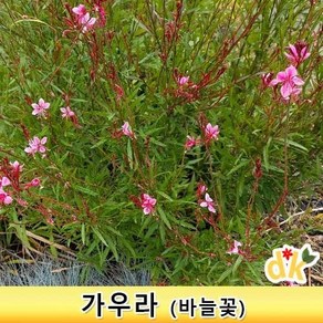 들꽃닷컴]가우라 3치포트 모종 20개_ 야생화 바늘꽃 홍접초, 20개