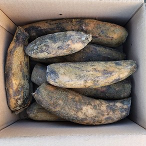 [미들찬] 25년 햇연근 무농약 흙연근 3kg 5kg, 흙연근(특상품) 3kg, 1개
