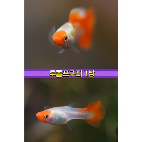 루돌프구피1쌍, 1개