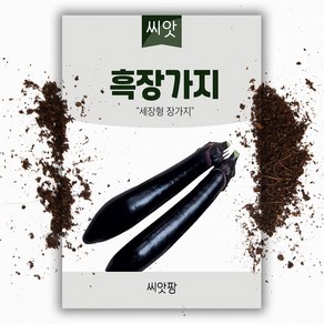 흑장가지 (100립) 가지씨앗, 1개